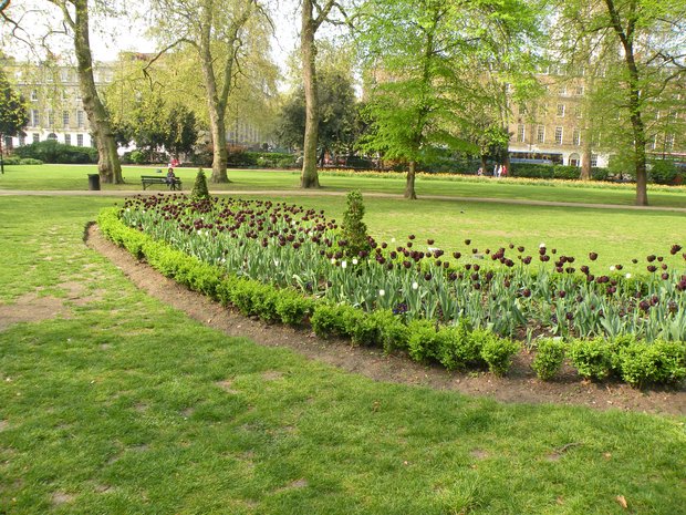  parterre de tulipes noires, Russel Square